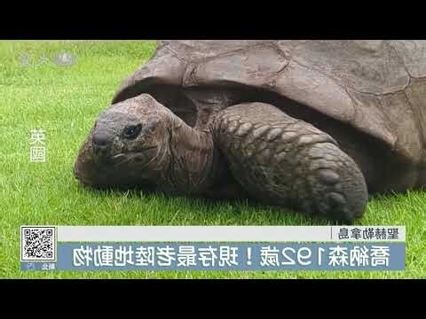 烏龜 長壽